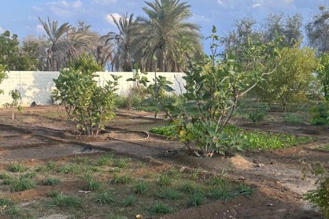 Ferme de 3 chambres à Barka, Oman No. 54740 9