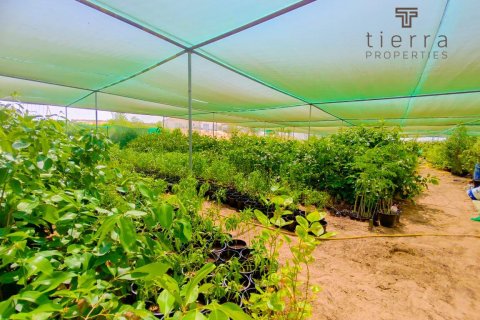 Land de 13935.3m² à Al Aweer, UAE No. 38866 3